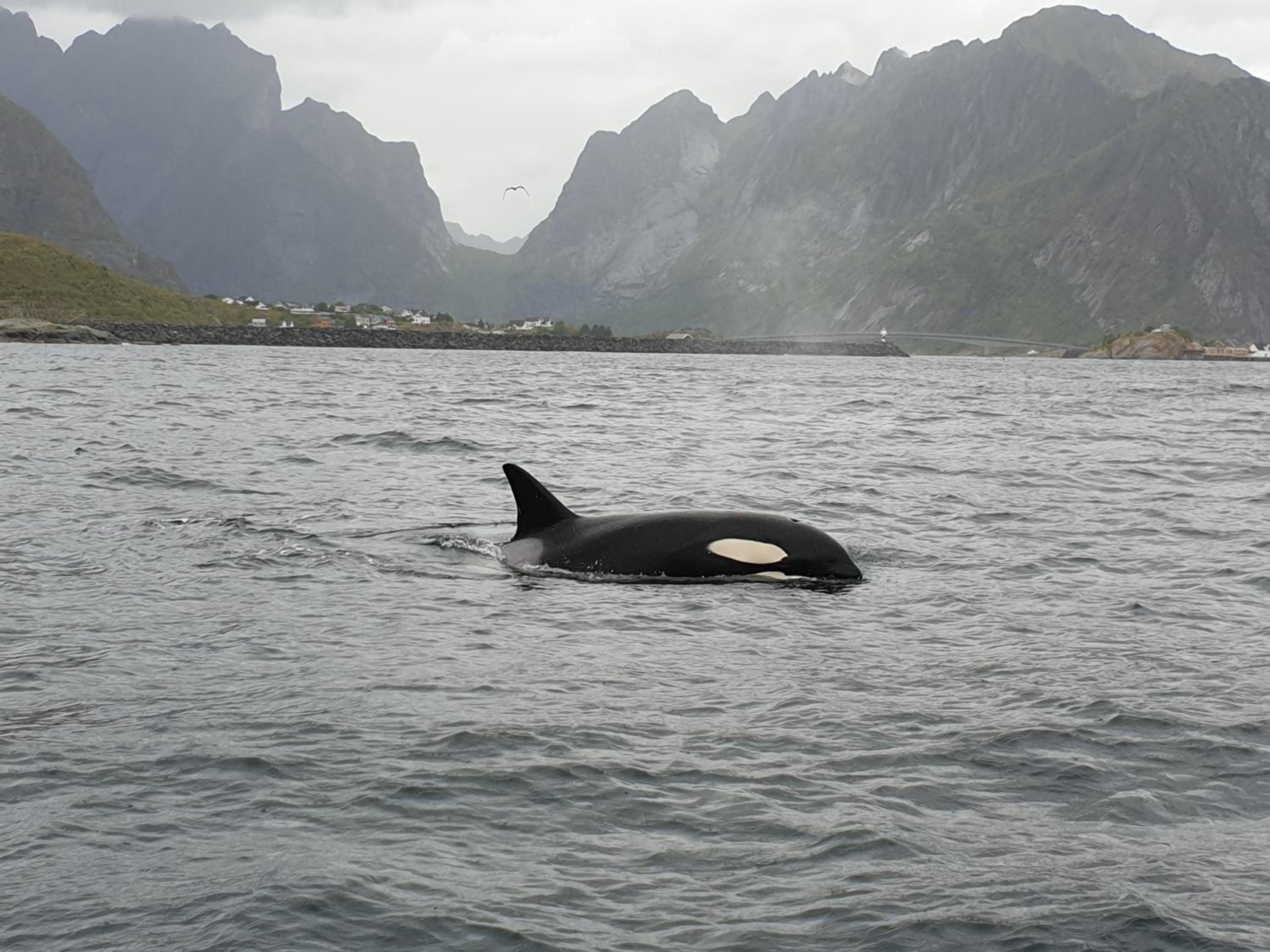 Lofoten Finnhavn Øvre - Panoramic view