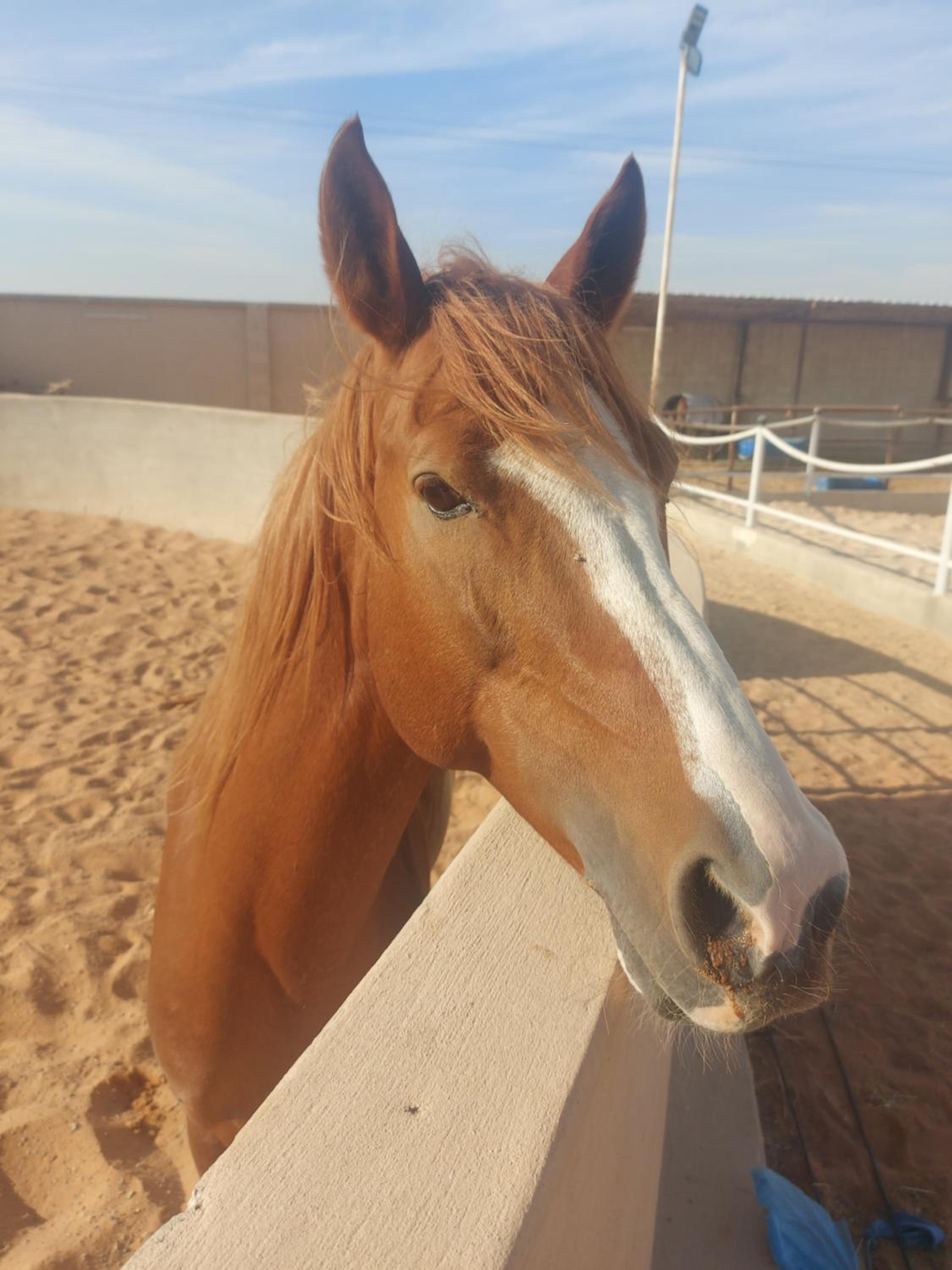 Working Line Traditional Equestrian Centre