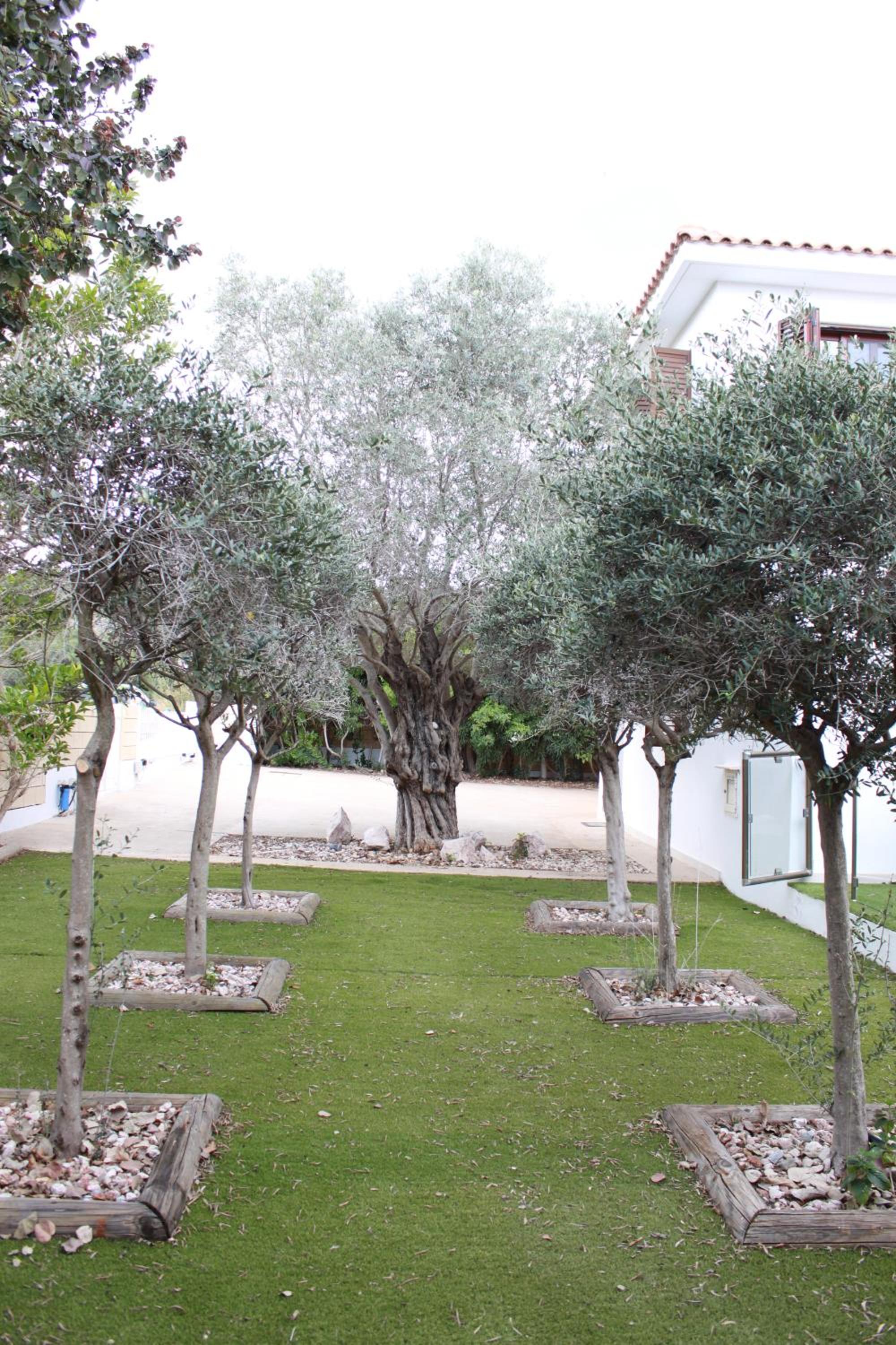 The Olive Tree