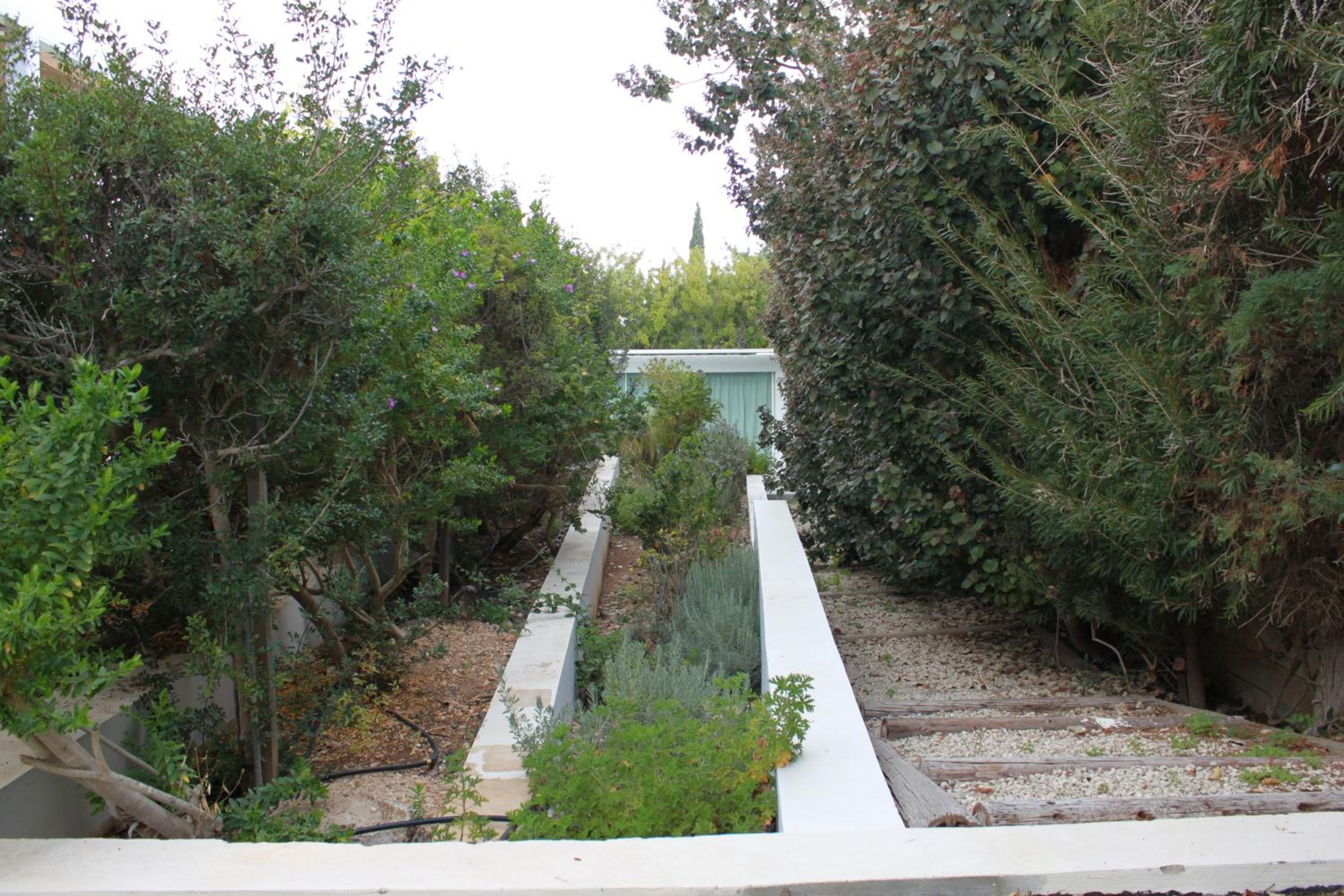 The Olive Tree