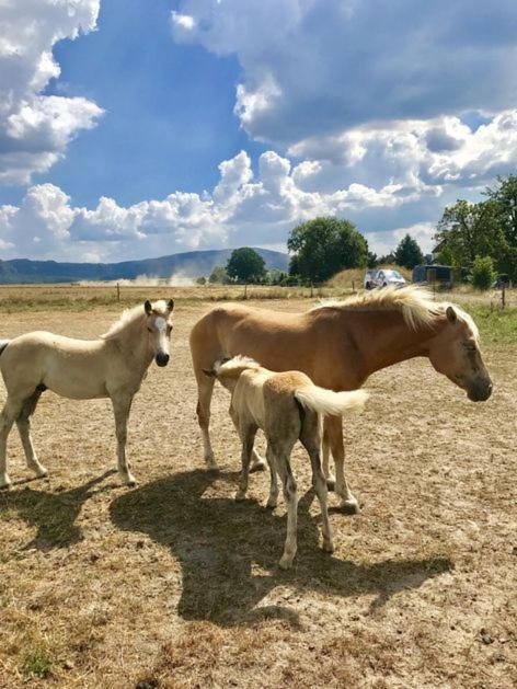 Feriensuite Tosca im Kuckuckswinkel