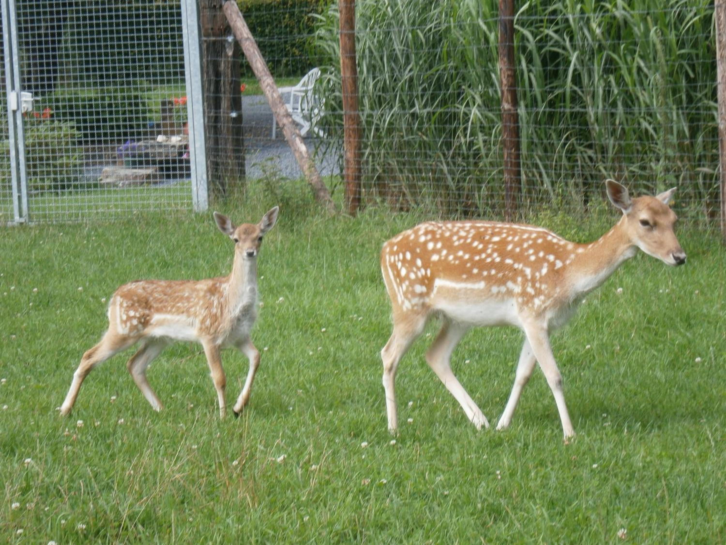 Le Chalet Pré de la Fontaine