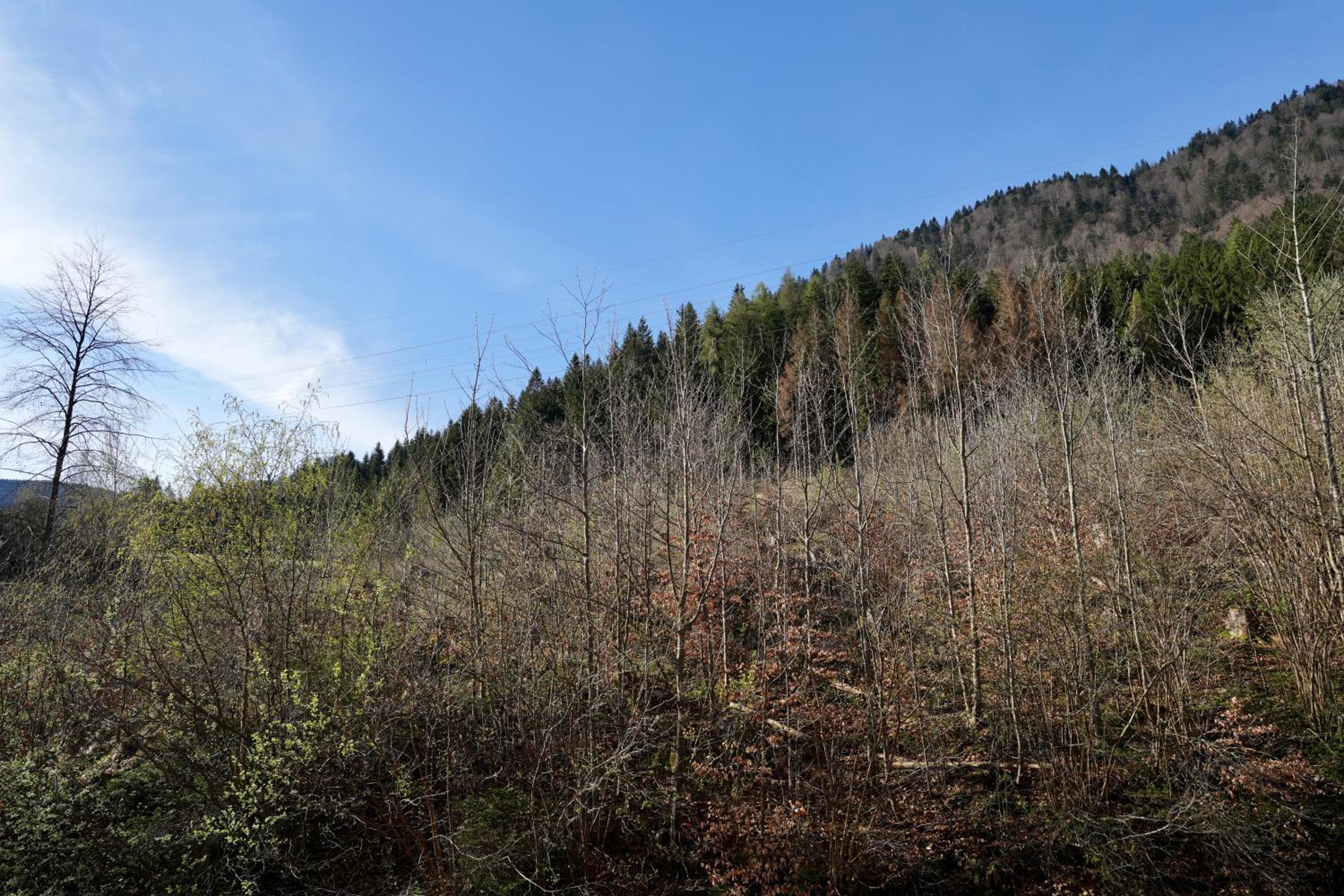 Photo 29