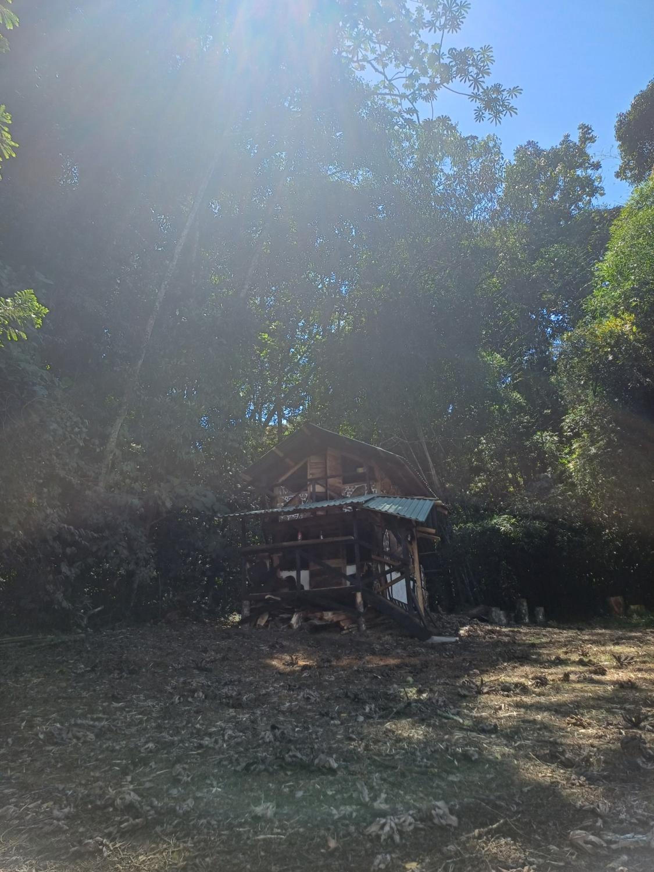 Bosque de Oro