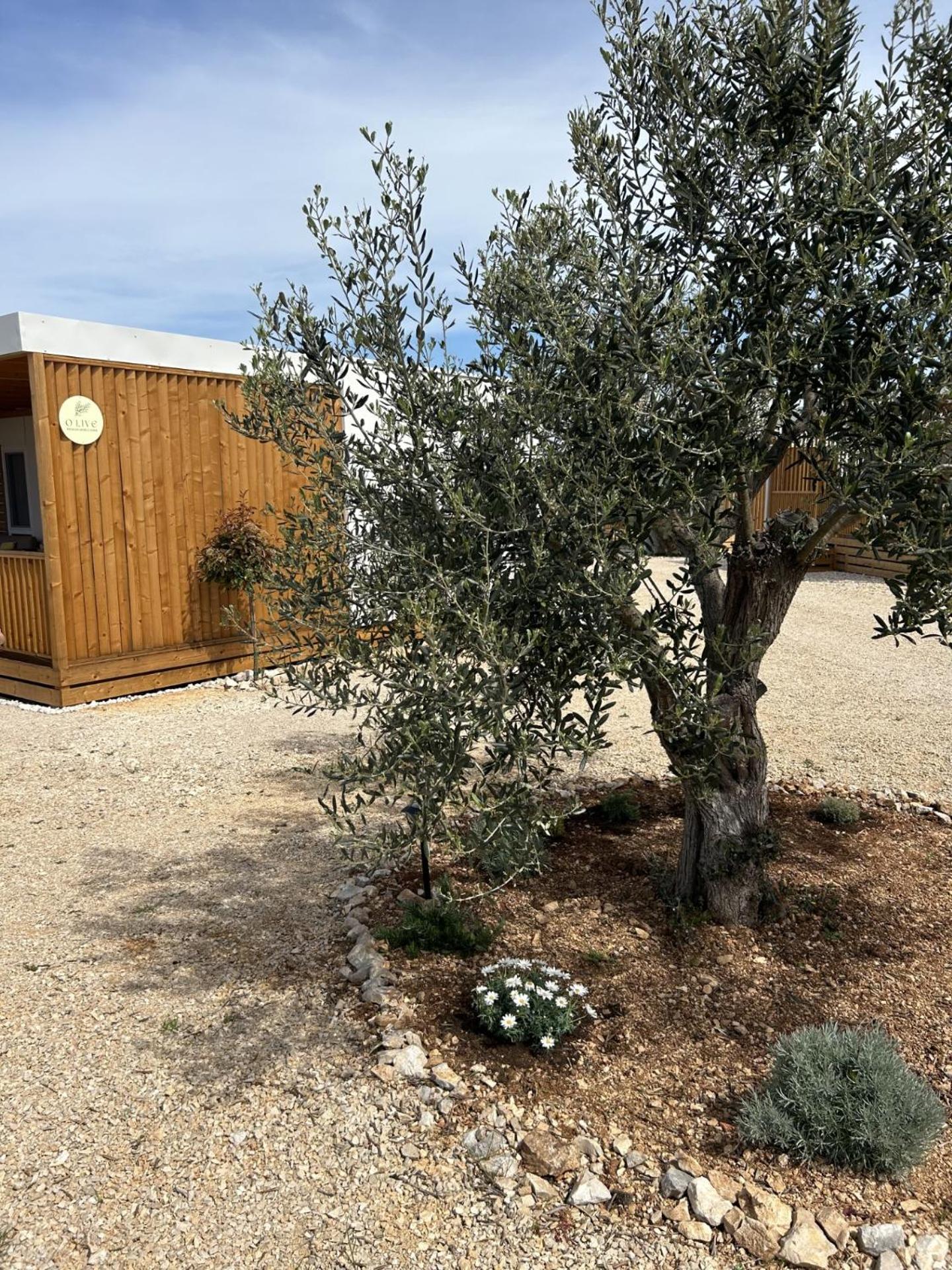 O'LIVE PREMIUM Mobile Home