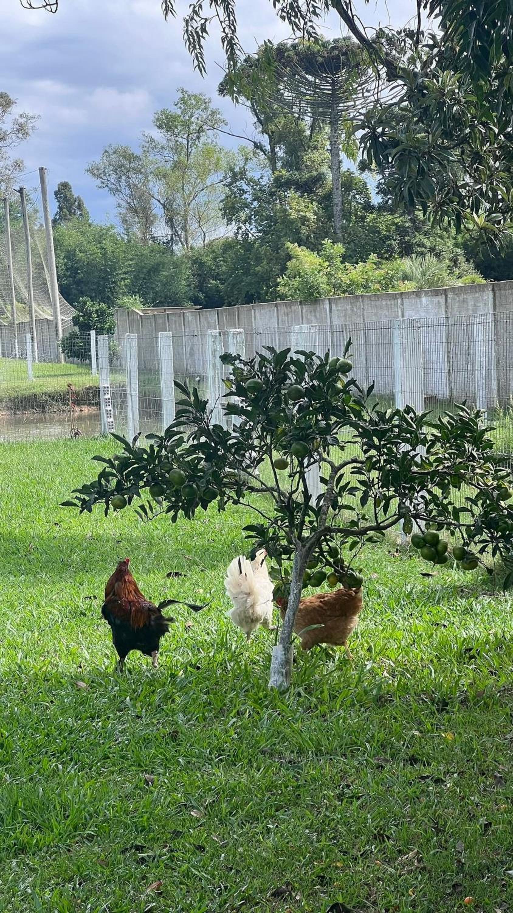 Cenário Perfeito para Seu Dia Especial: Chácara Recanto do Pinheiro