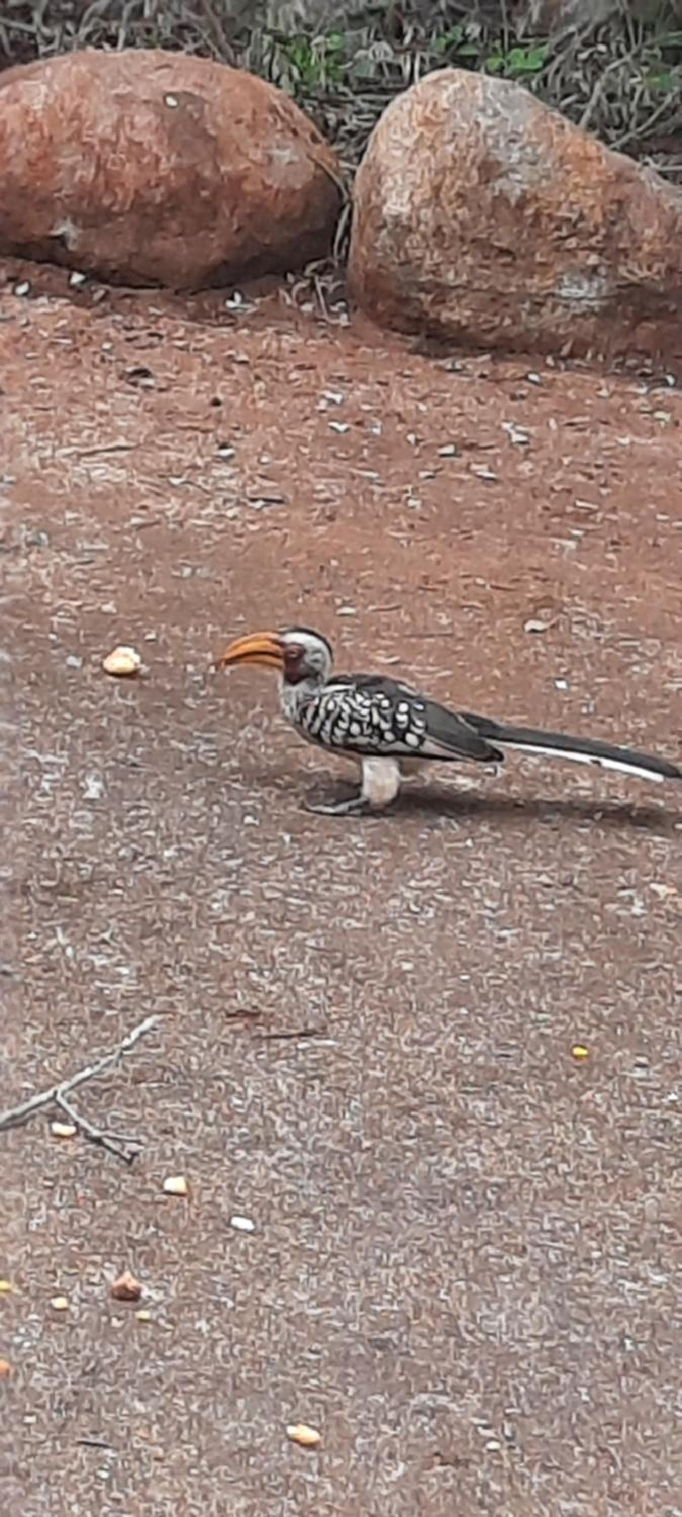 Adder way around to Kruger