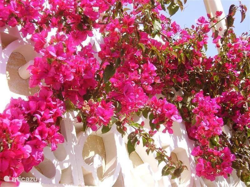 Residence Bougainville