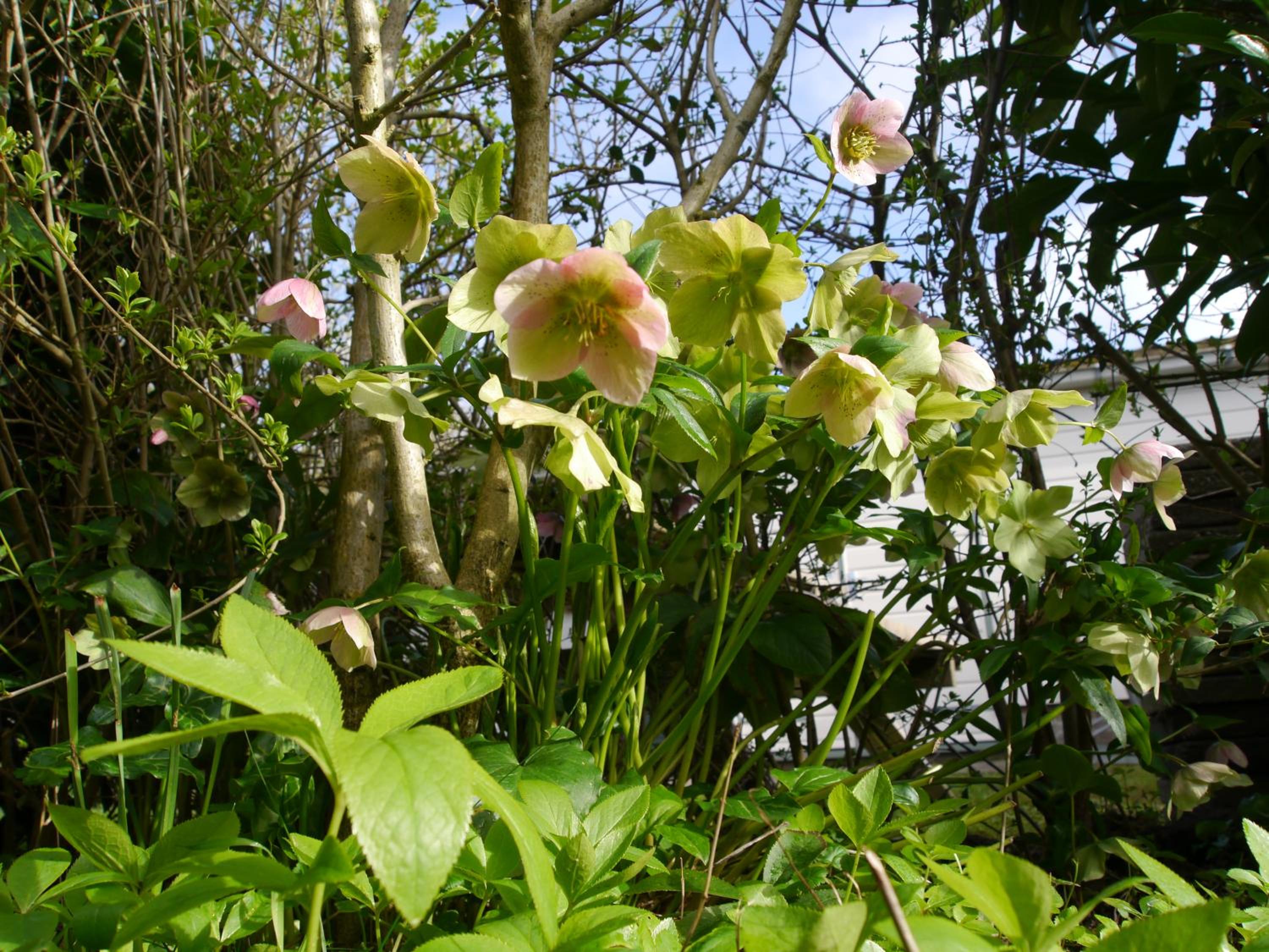 Vrije Vogels tuin met privacy