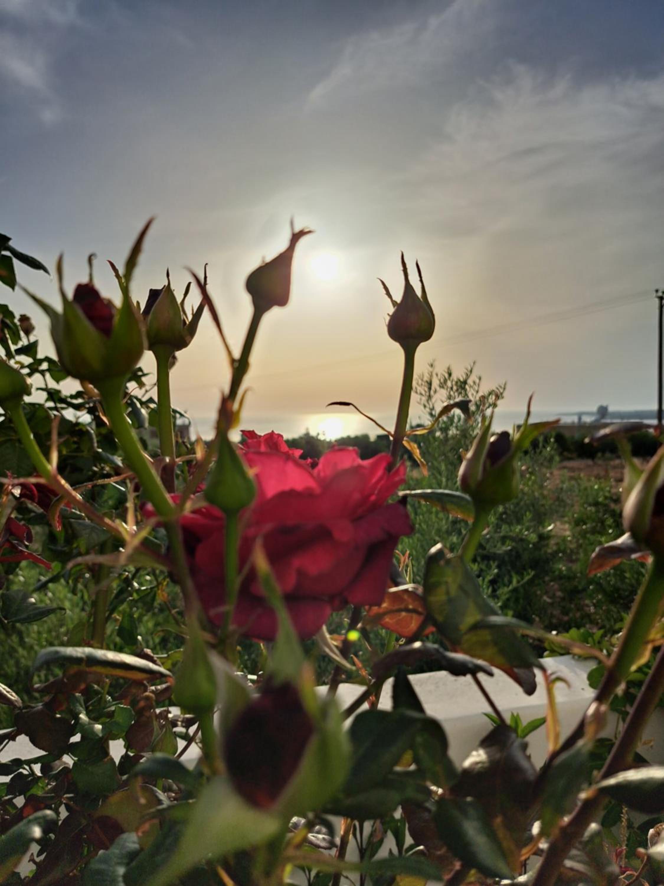 Villa Enalia Paphos
