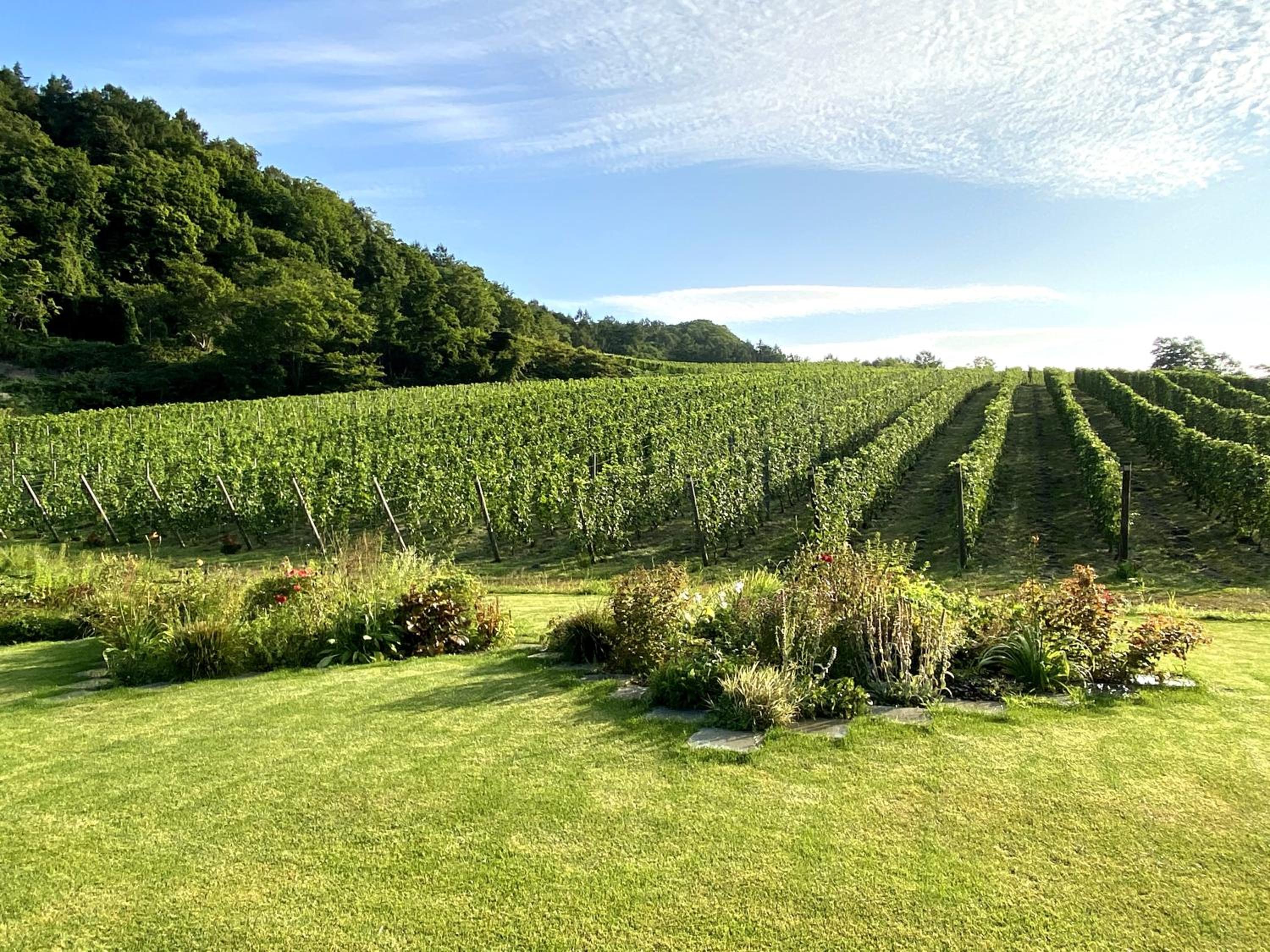 Domaine Bless view 5