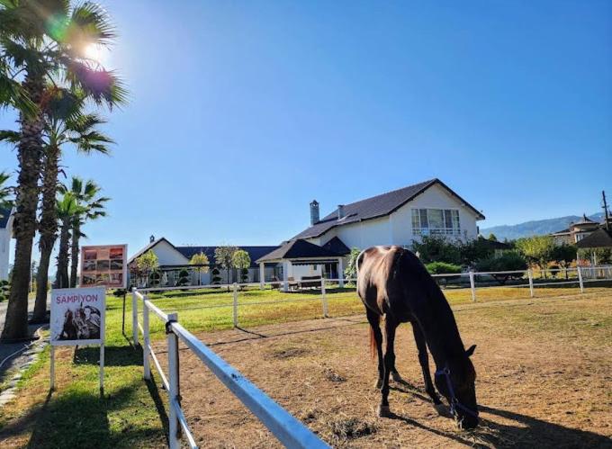 Serbesler Botanik, No 1 Comfortable Villa view 5