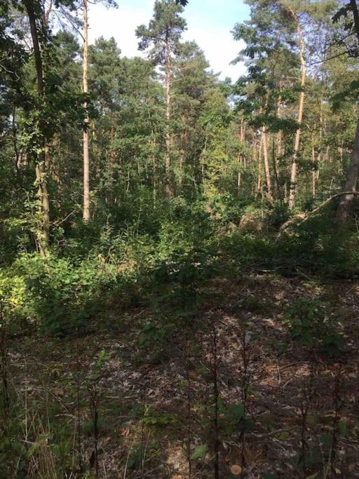 Vakantie Bos Huisje “Meibloempje”