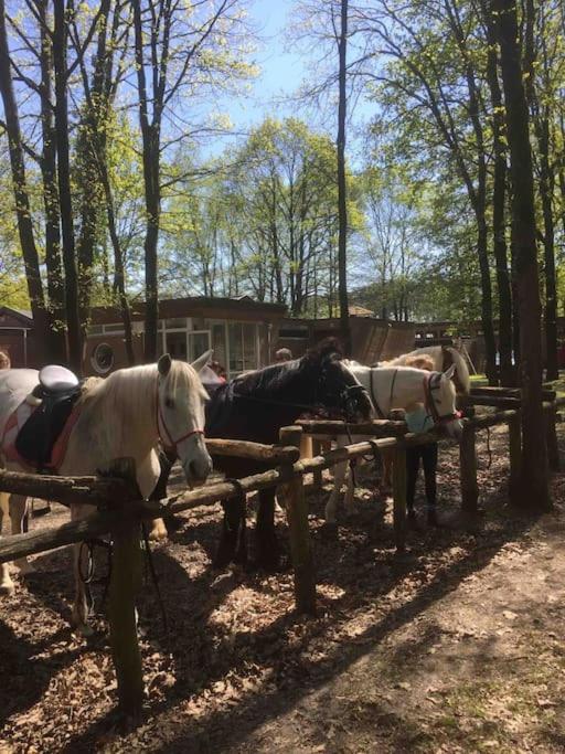 Vakantie Bos Huisje “Meibloempje”