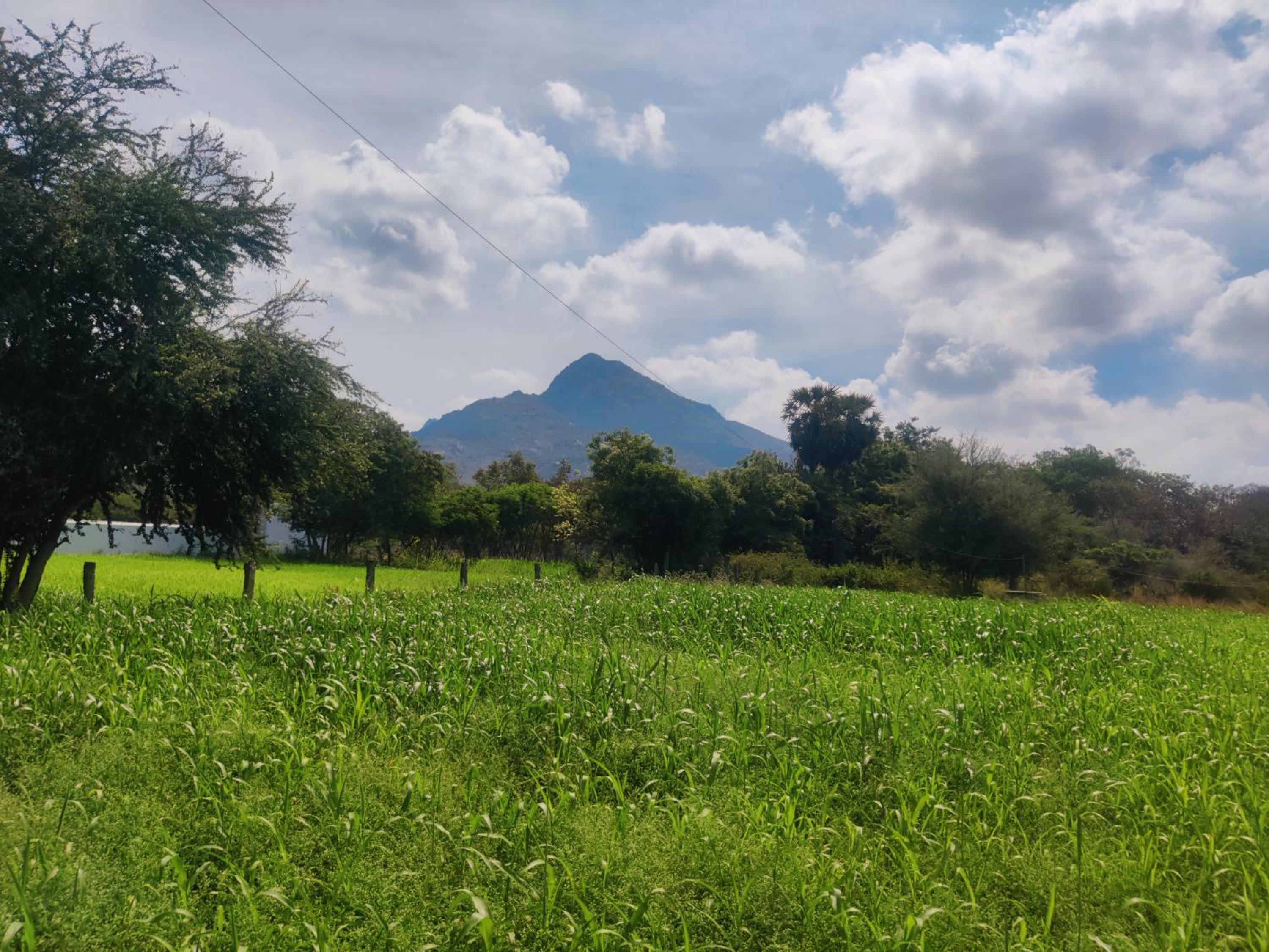ARUNACHALA HOUSES