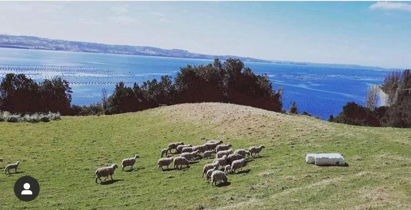 ARRIENDO DIARIO PUQUELDON-CHILOE, SECTOR PLAYA LINCAY