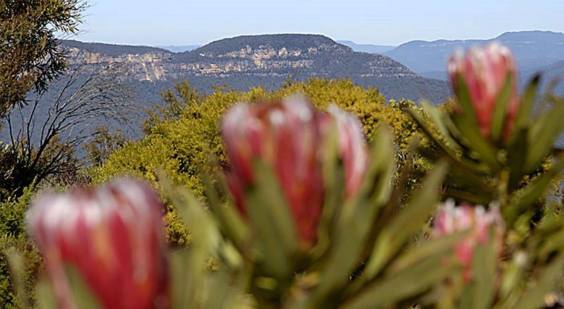 Blue Mountains Rhapsody