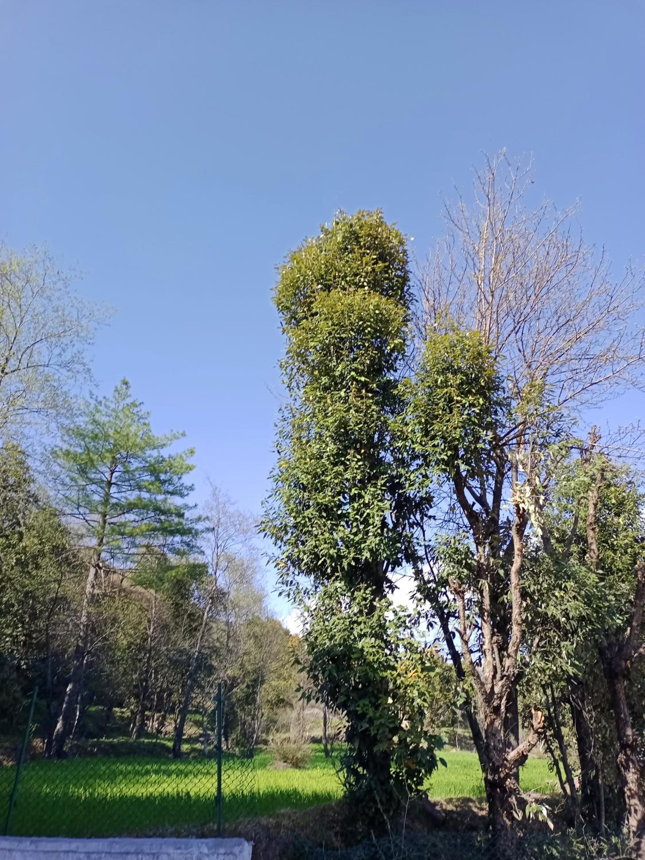 Home Ekant Kutir Homestay view 5