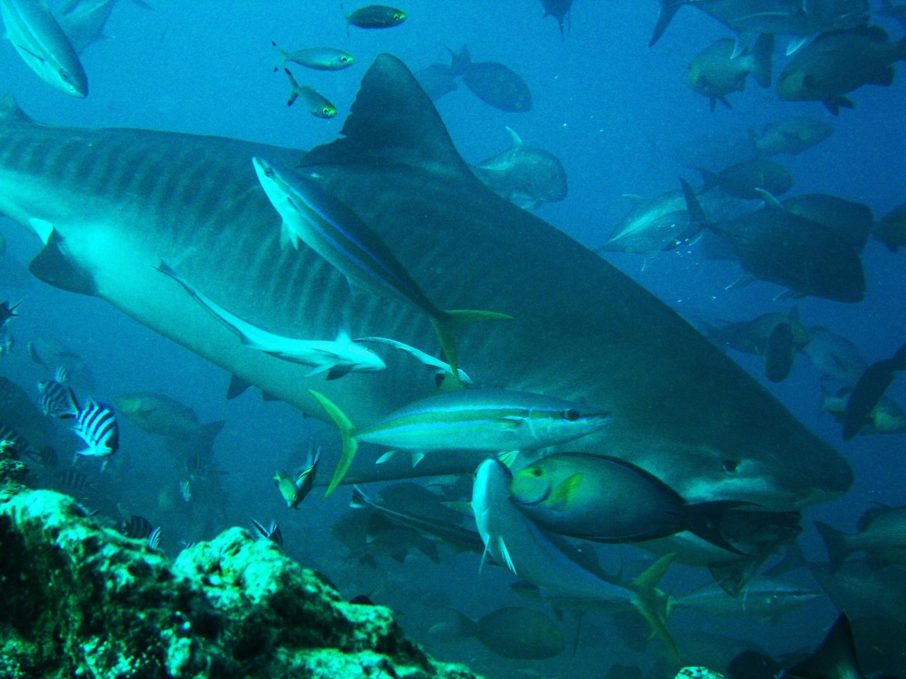 Photo 40