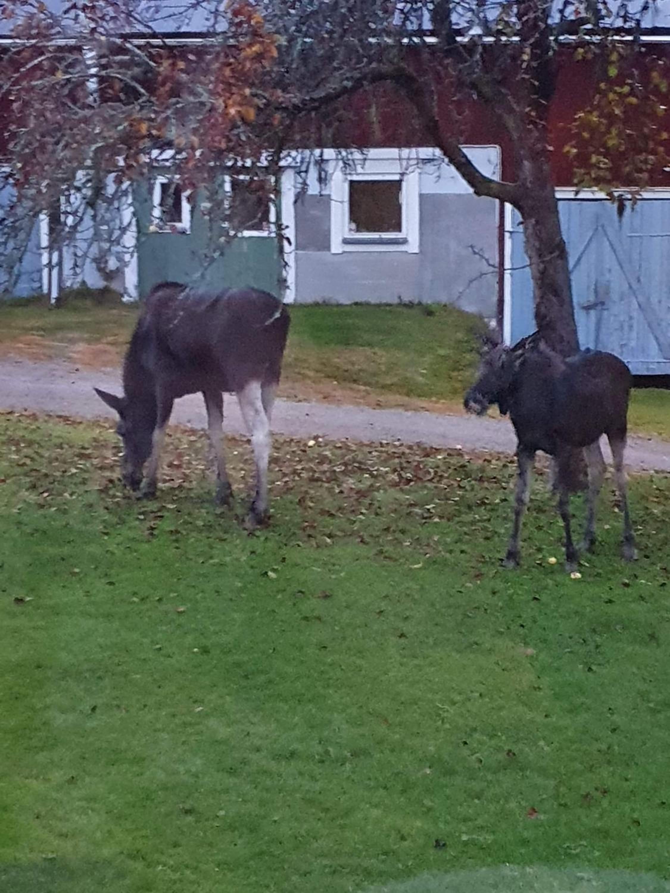 Åsmyragård