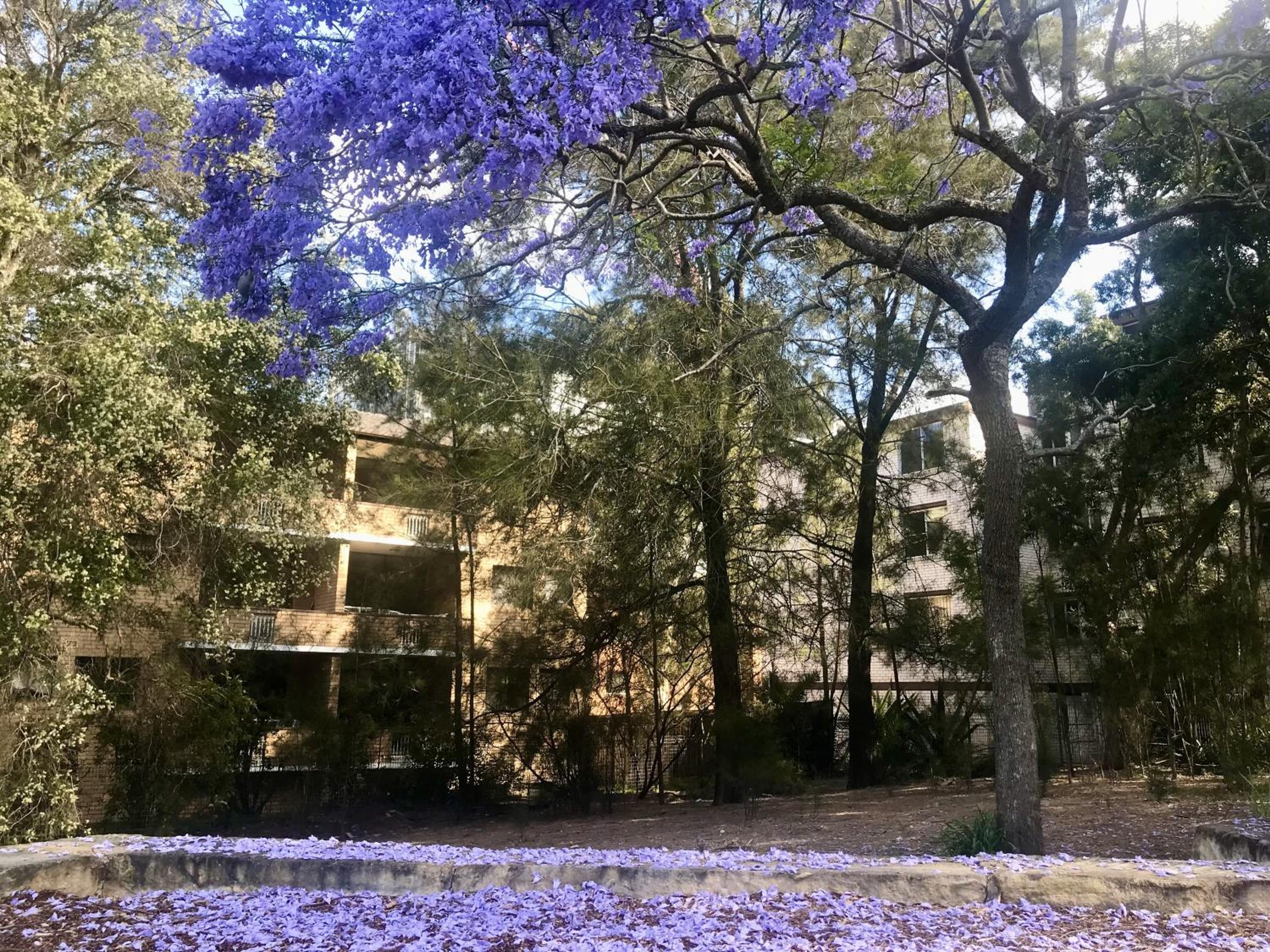 Macquarie Treetops - Sydney 2BR Apt with FREE parking at Macquarie Park