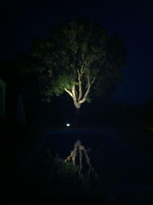Photo 35