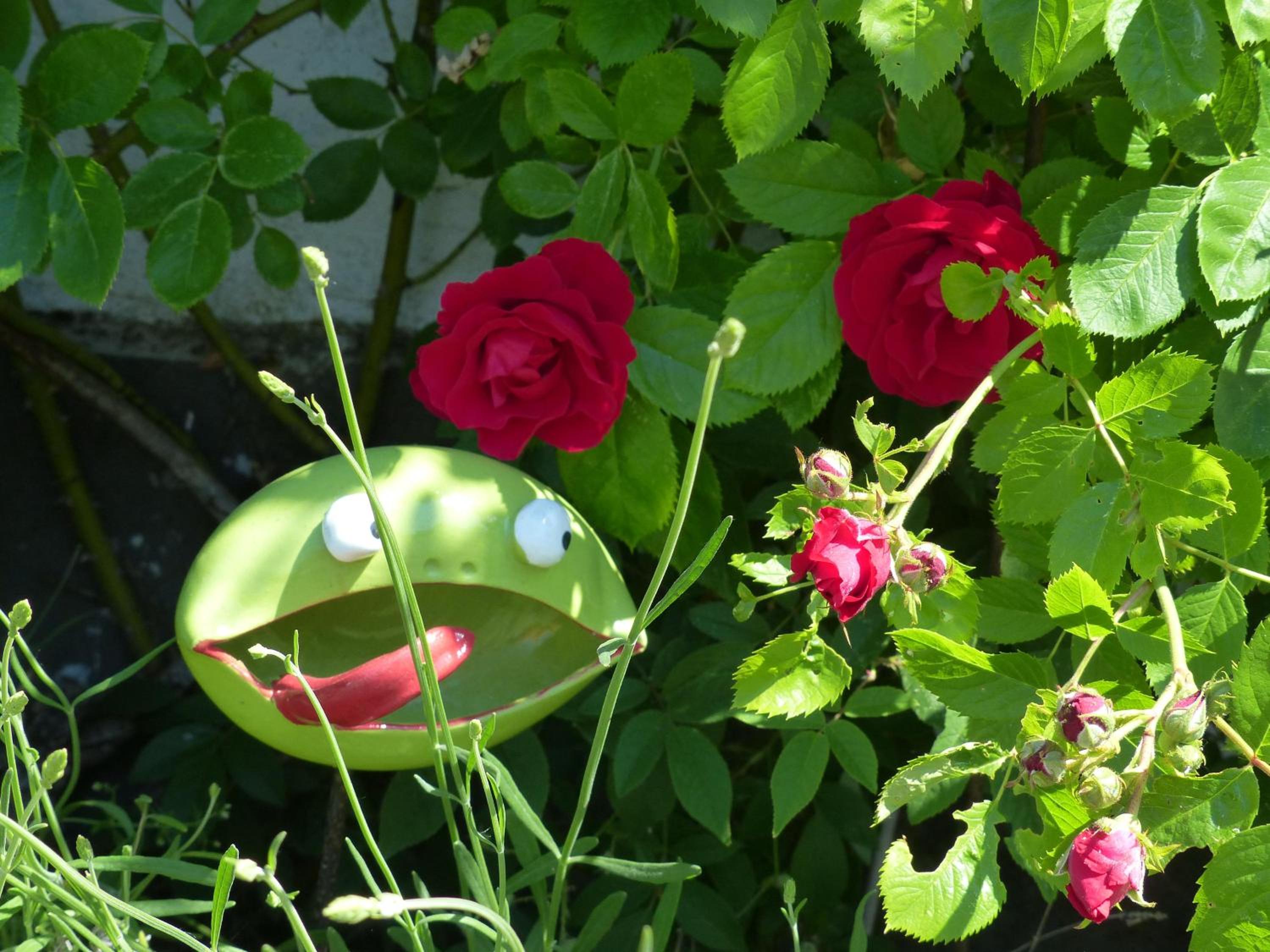 Ferienwohnung Eifelrose