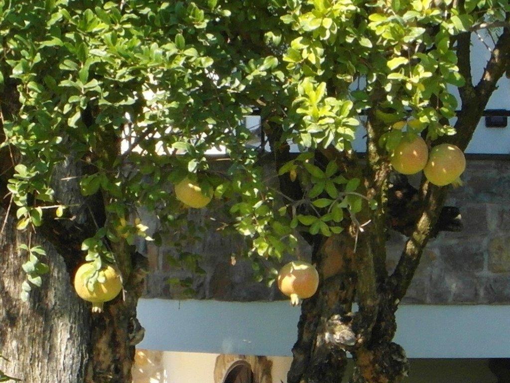 Photo 39