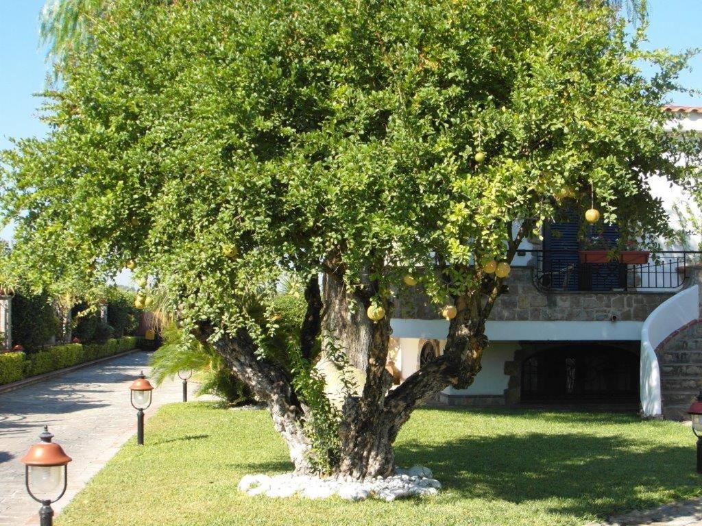 Photo 45