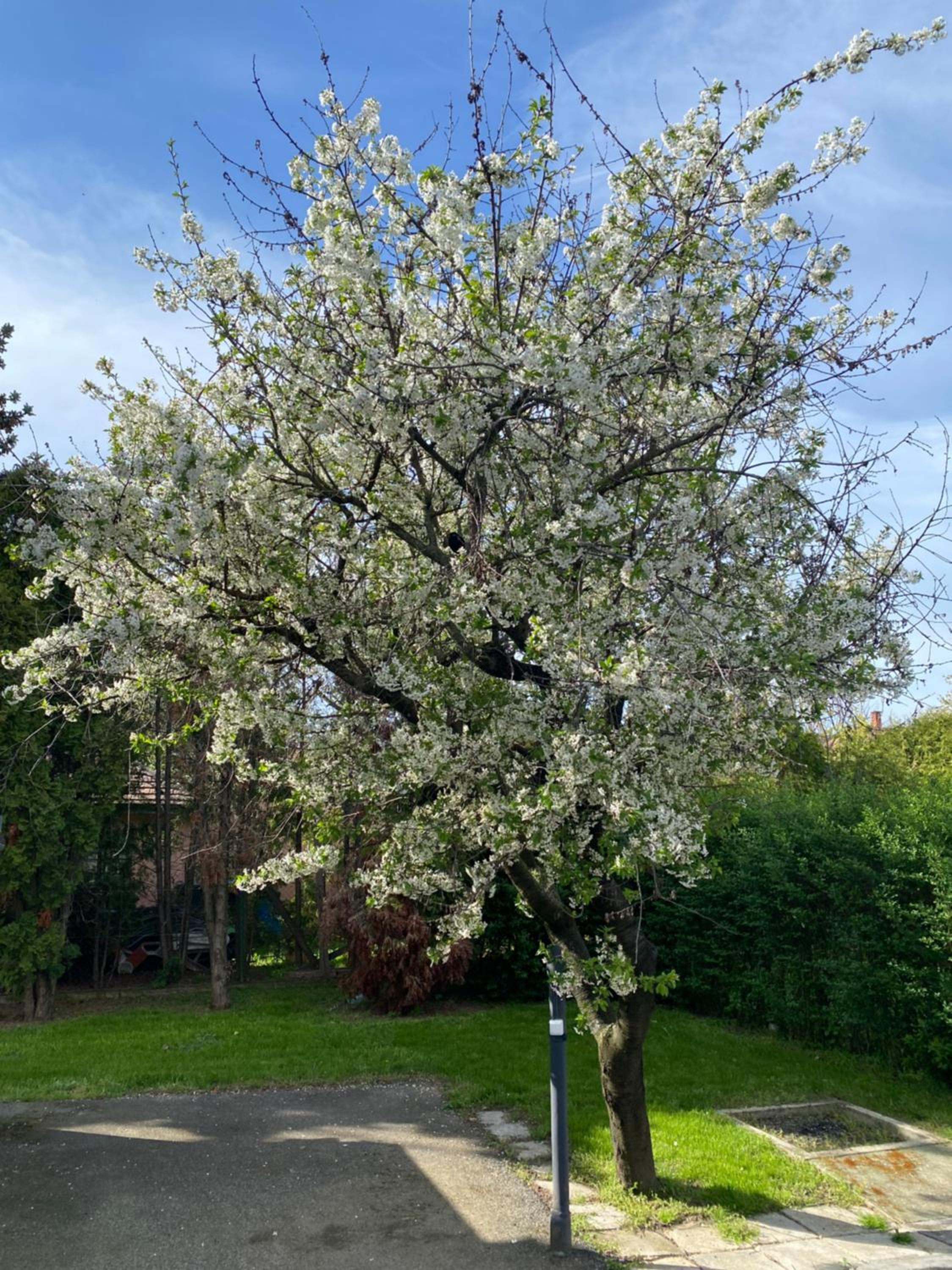 Vadkörte apartman