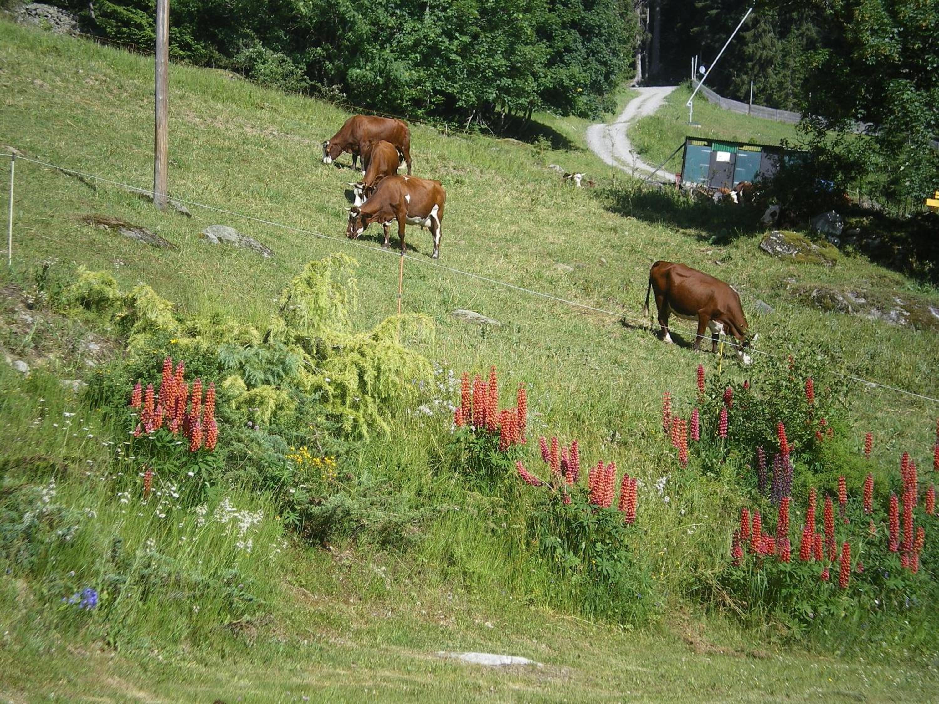 Photo 46
