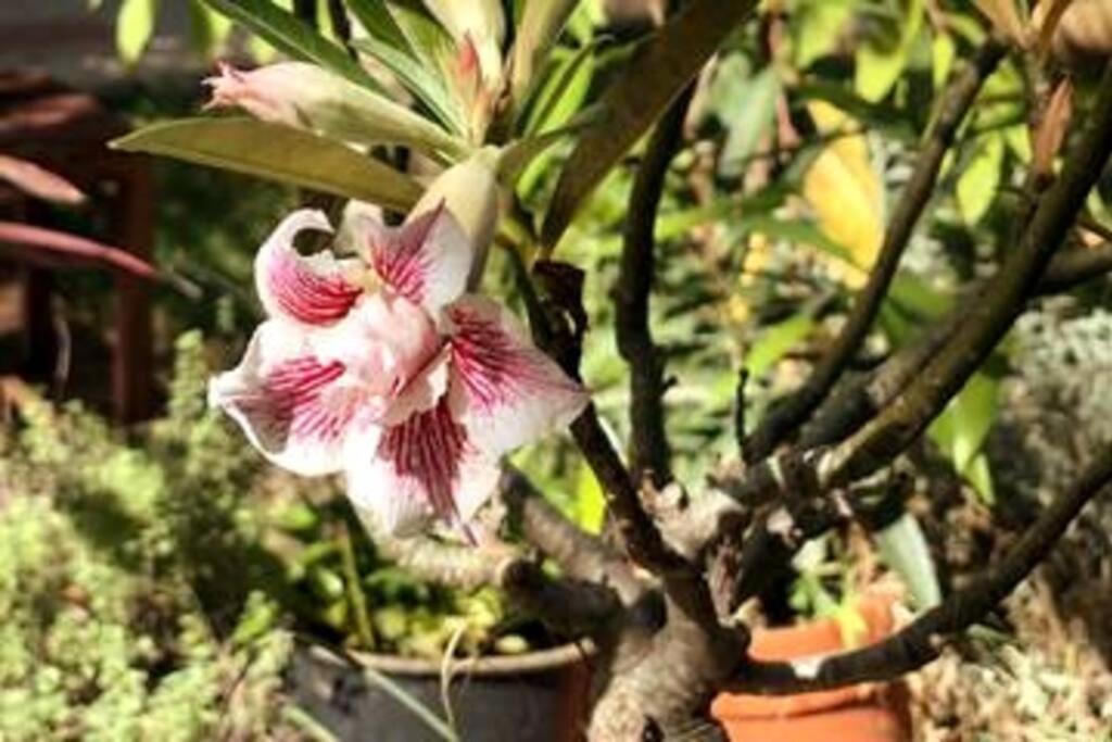 Appt Althea avec Jardin privé proche lagon - La Saline-les-bains