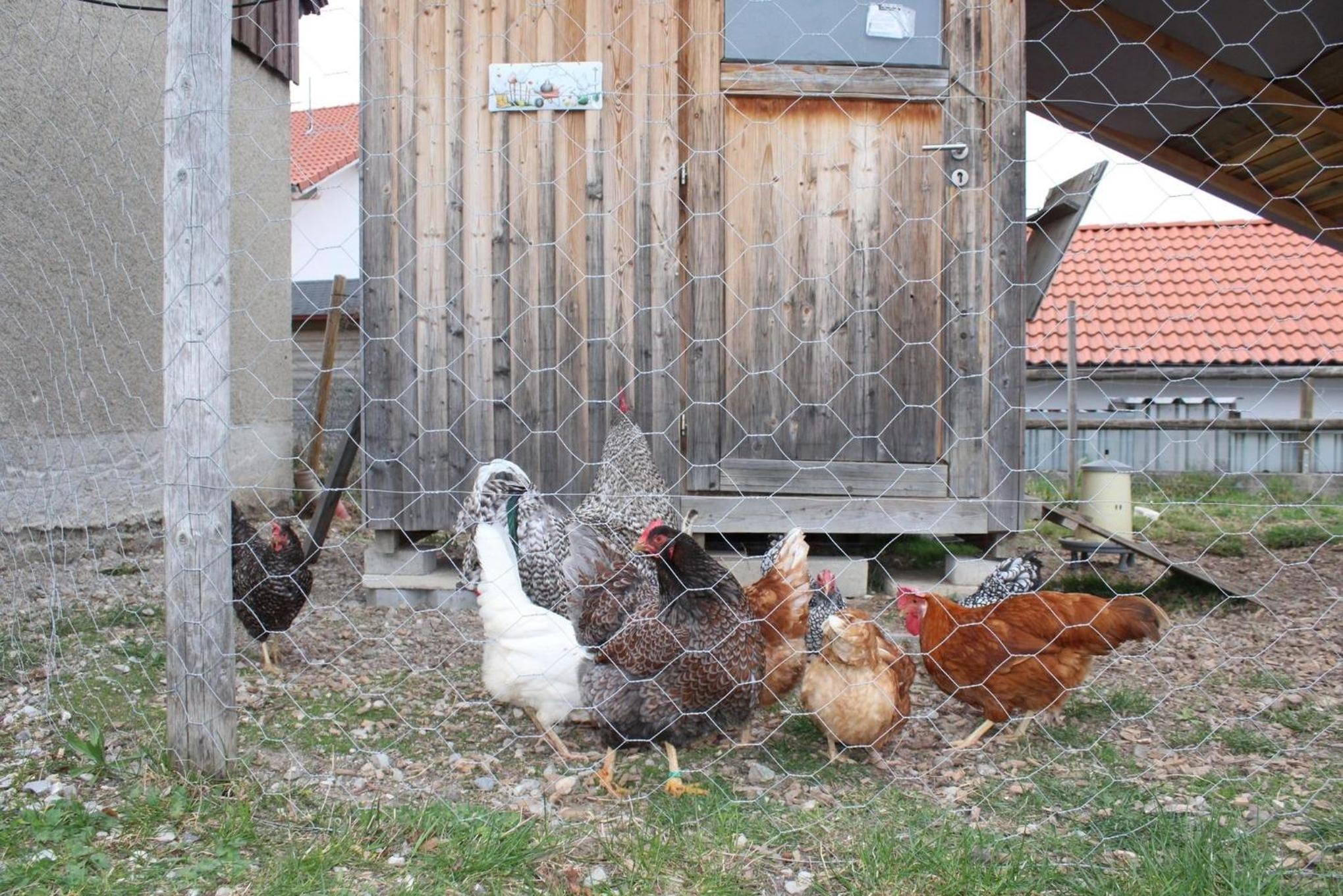 Ferienwohnung Alpenblick