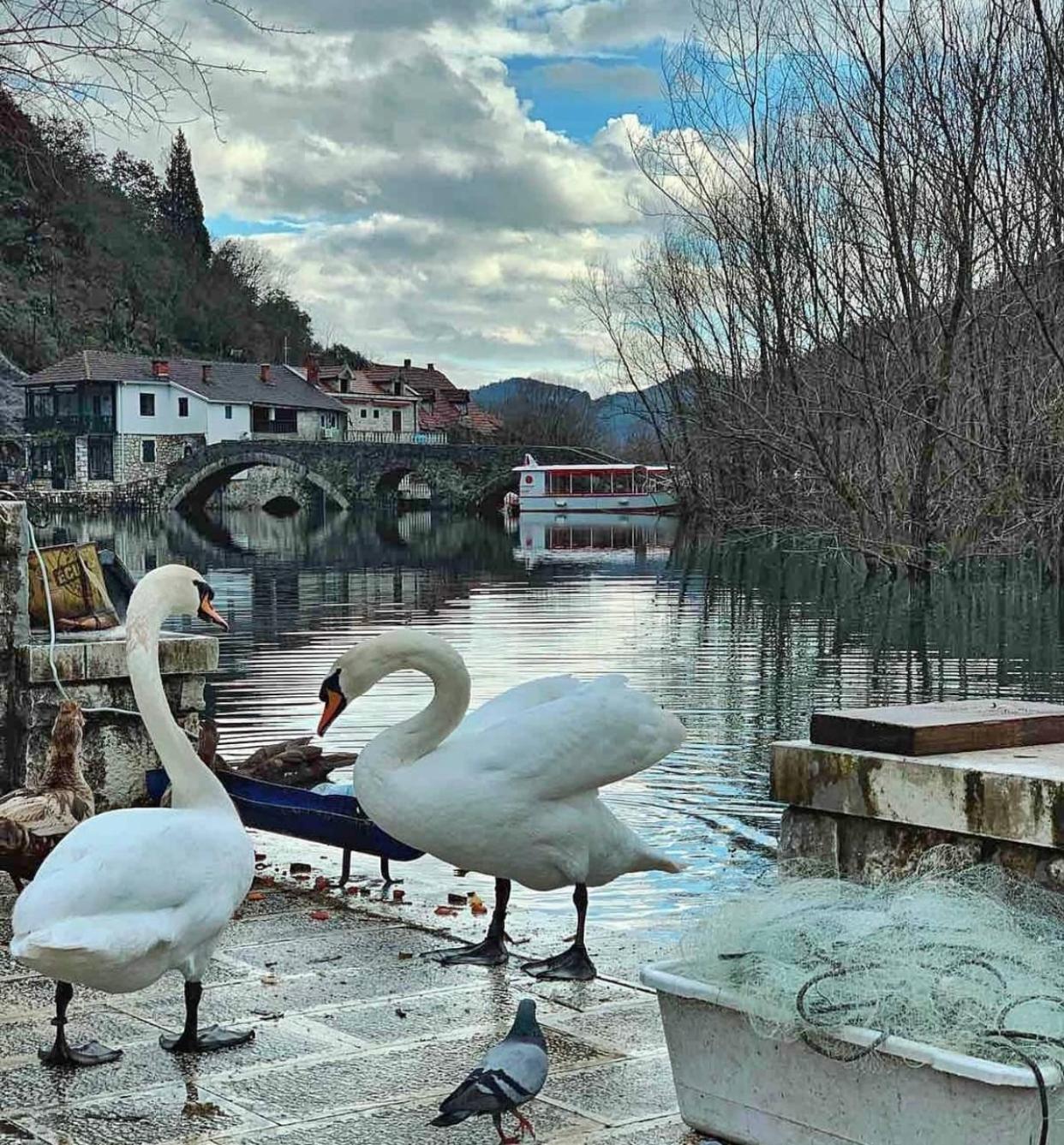 Rijeka crnojevica