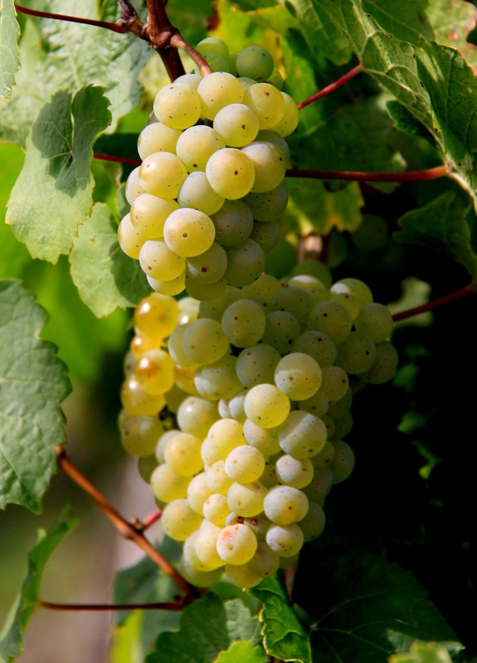 Ferienweingut & Gutsrestaurant Becker
