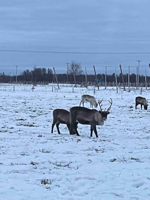 Mökki luonnon keskellä.
