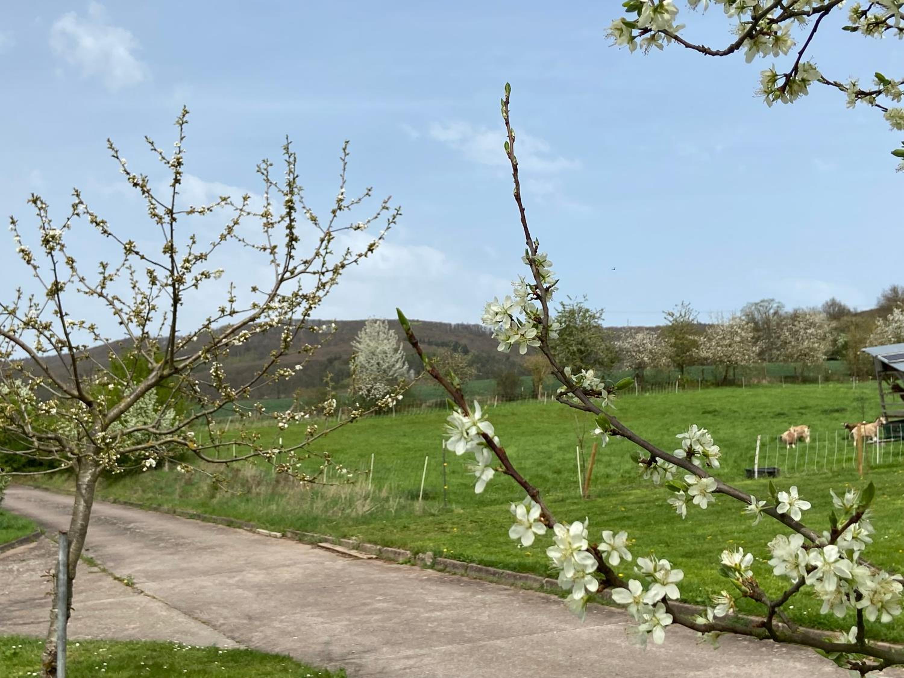 Moserhof