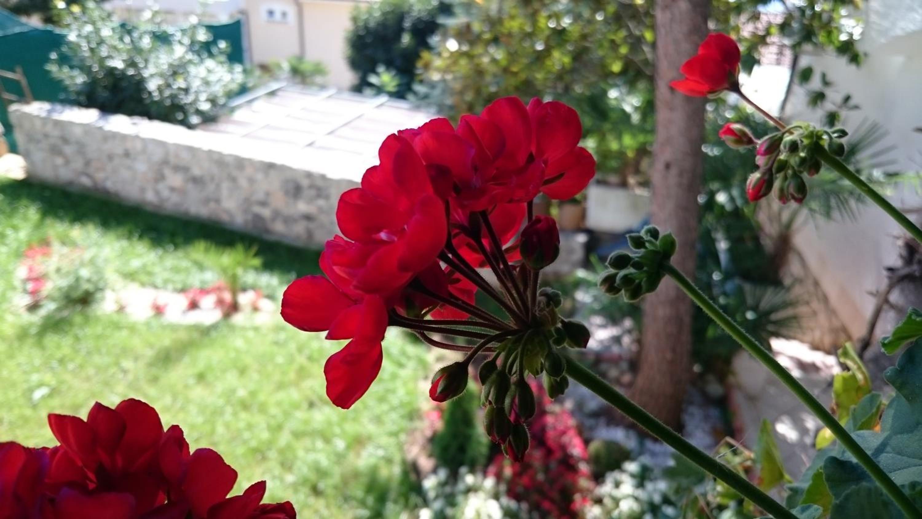 Villa Roses Apartments & Wellness