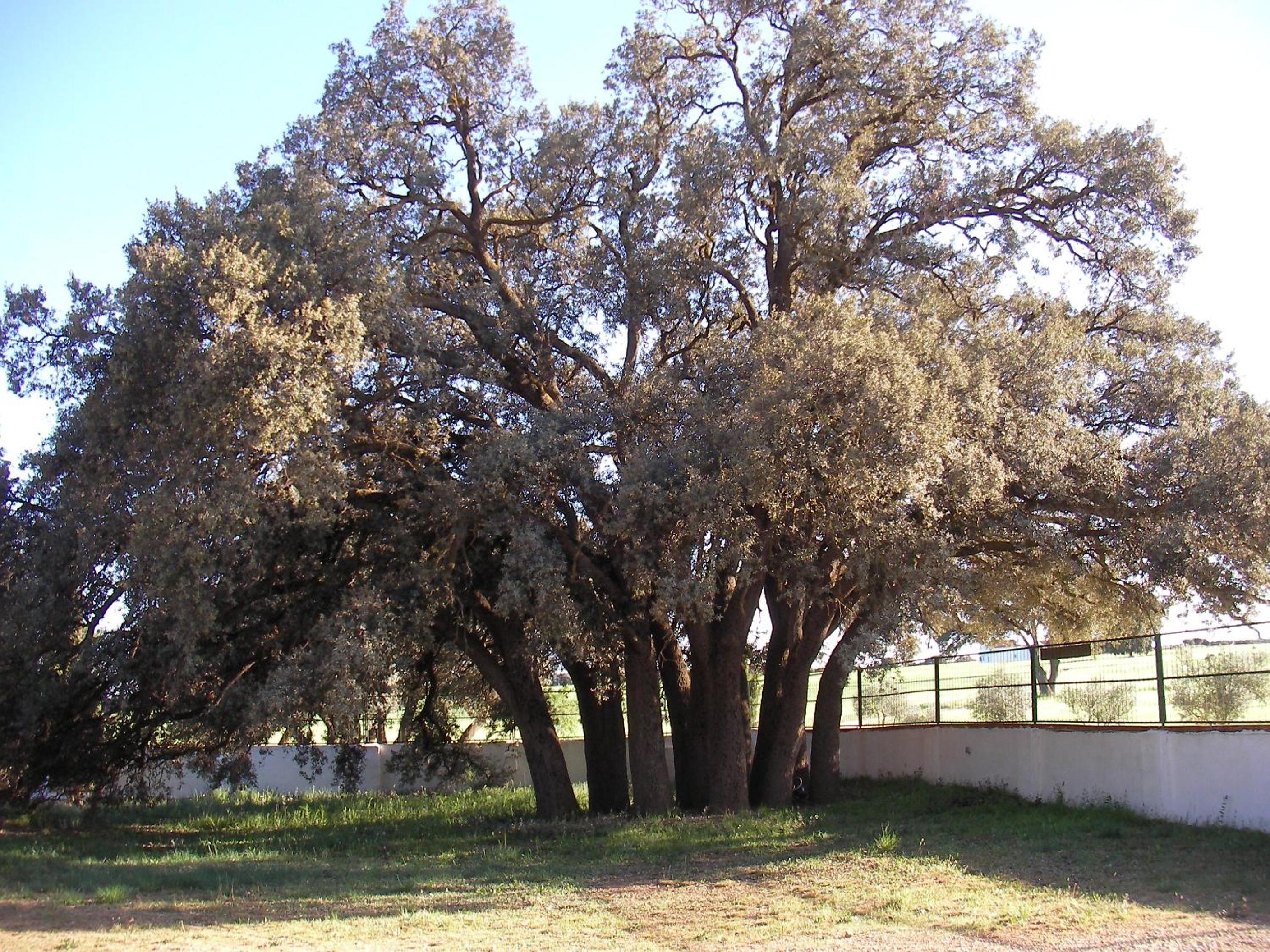 Agroturismo Calixto
