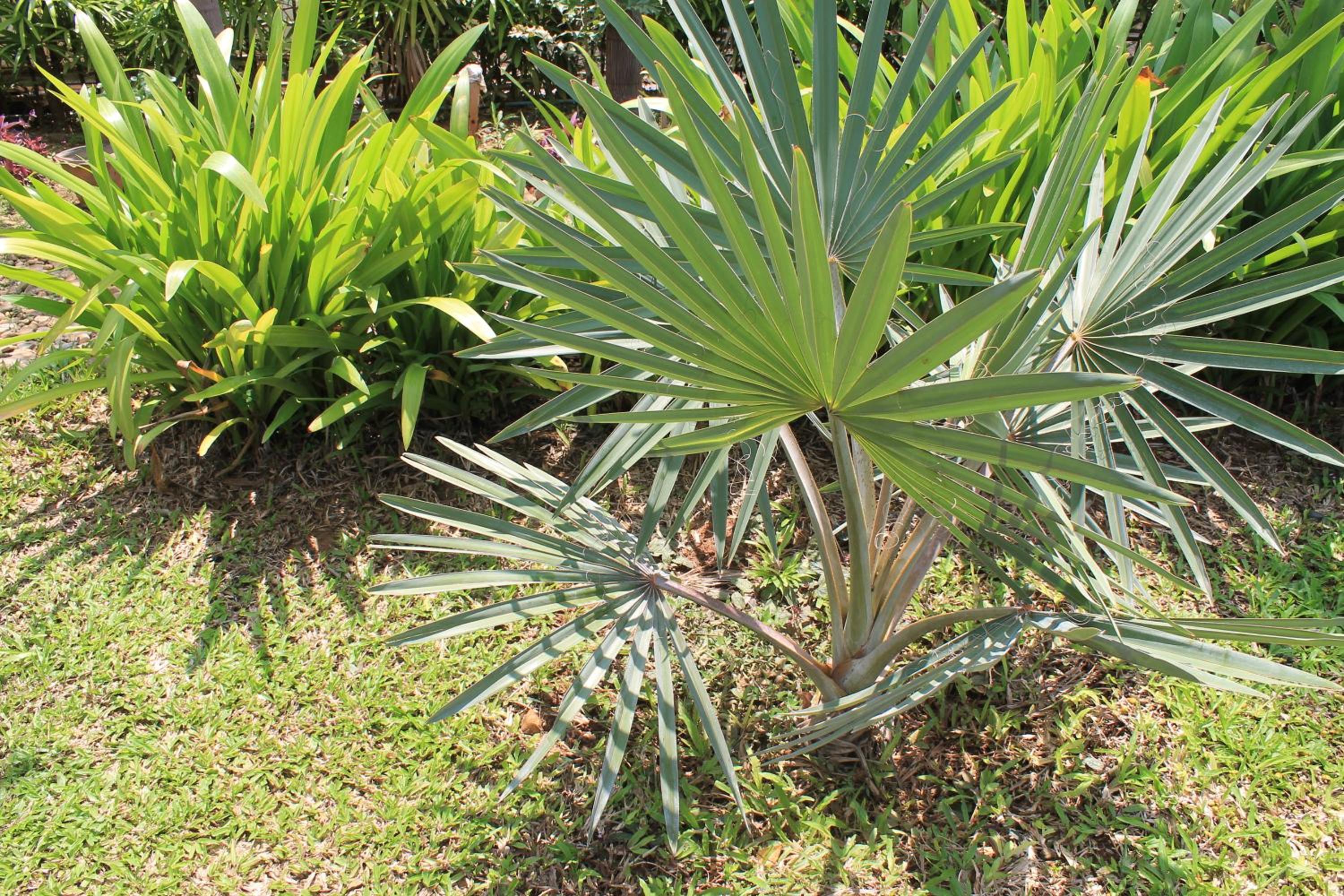 Photo 42