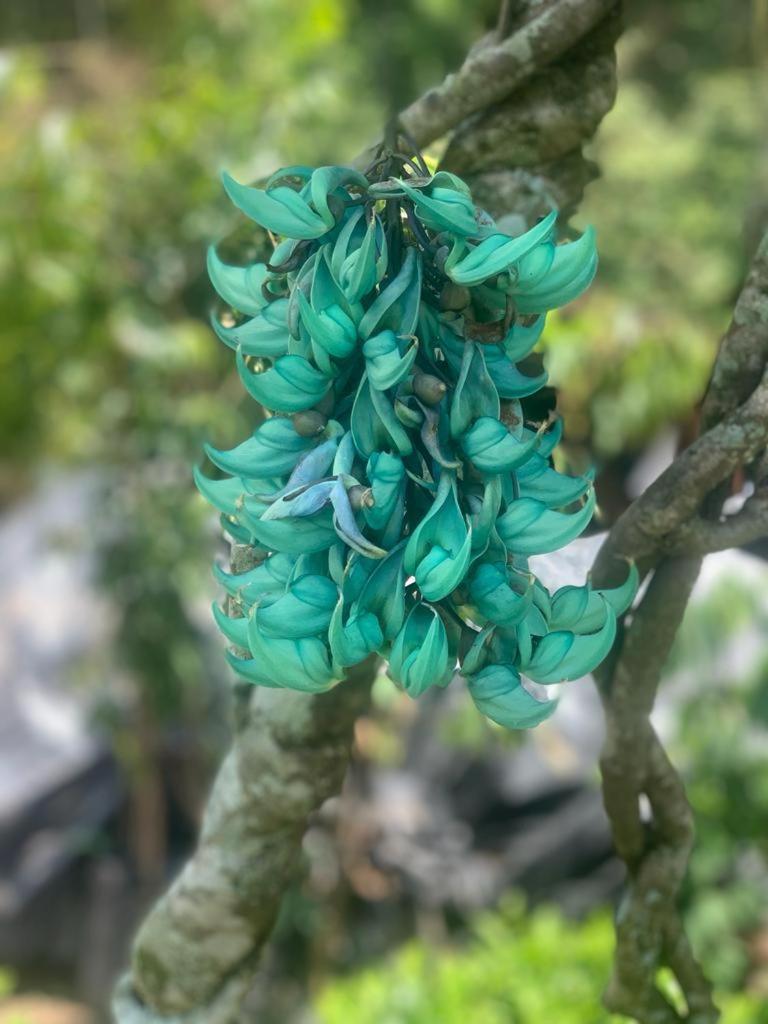 Flor del Monte