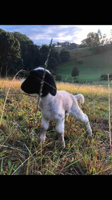 Tiny House Farmstay Mount Warning