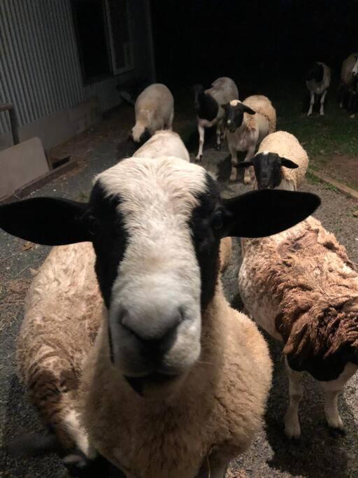 Tiny House Farmstay Mount Warning
