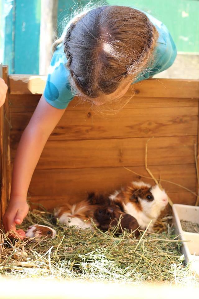 Bio Ferienbauernhof Greber - Natururlaub mit Ponys & Kaninchen