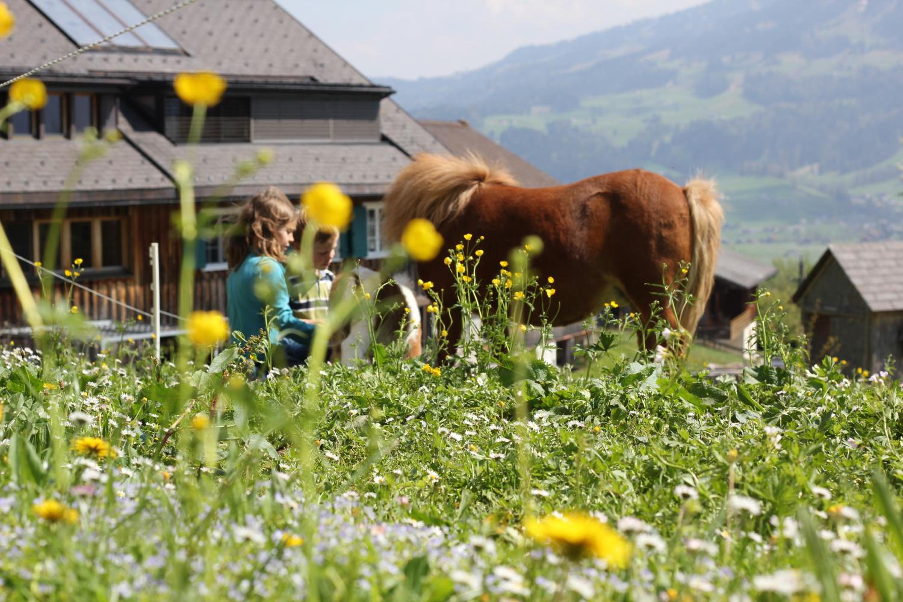 Bio Ferienbauernhof Greber - Natururlaub mit Ponys & Kaninchen