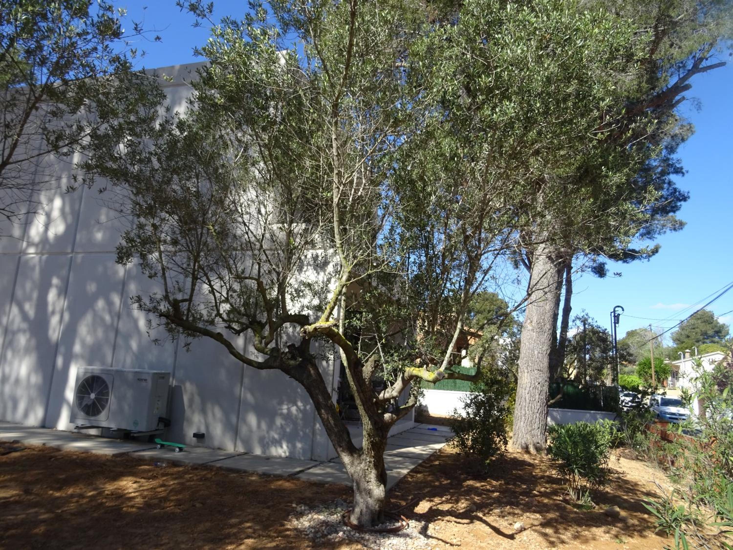 Casa Oliva