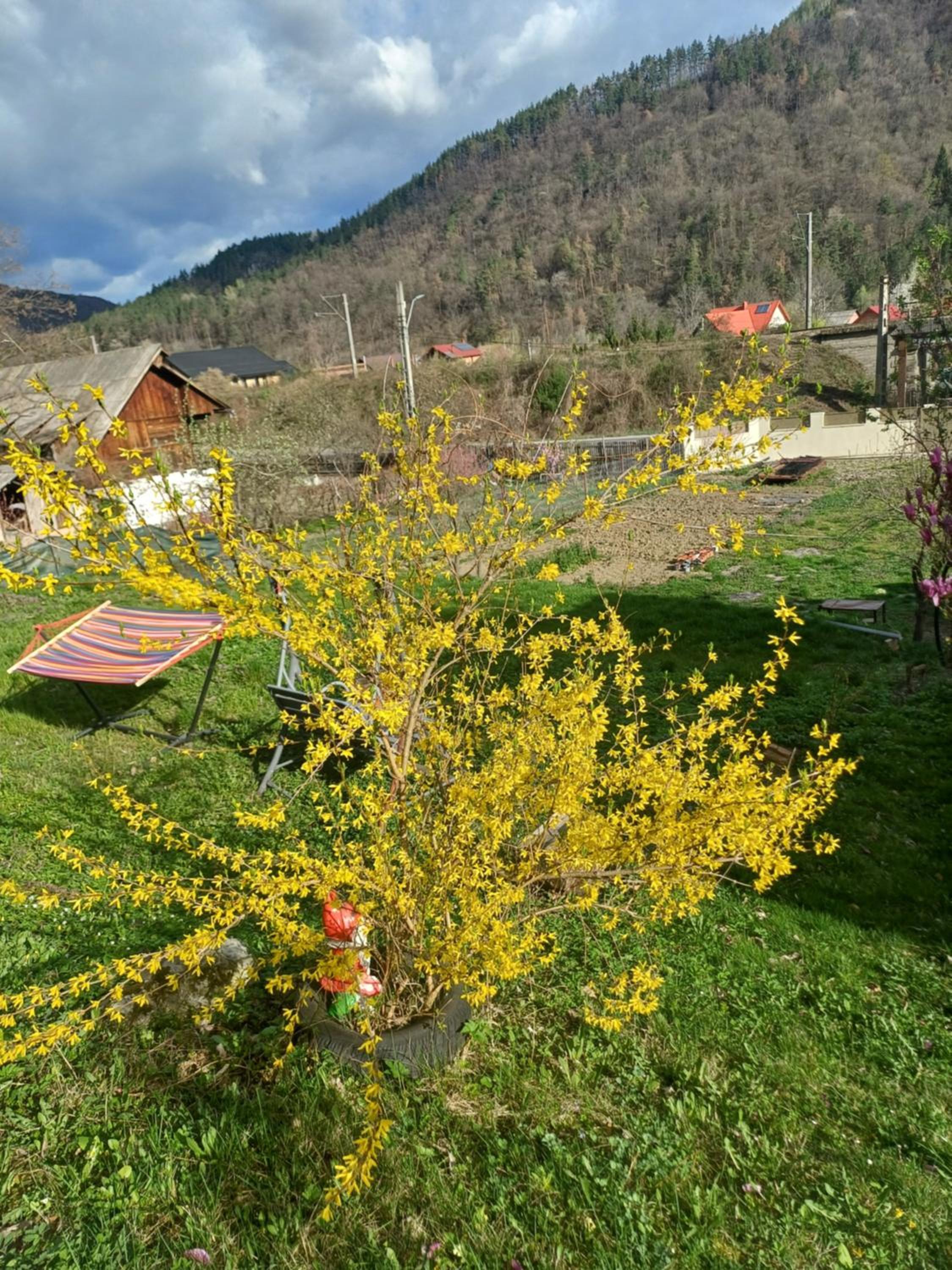 Pensiunea Magura Ocnei, photo 25