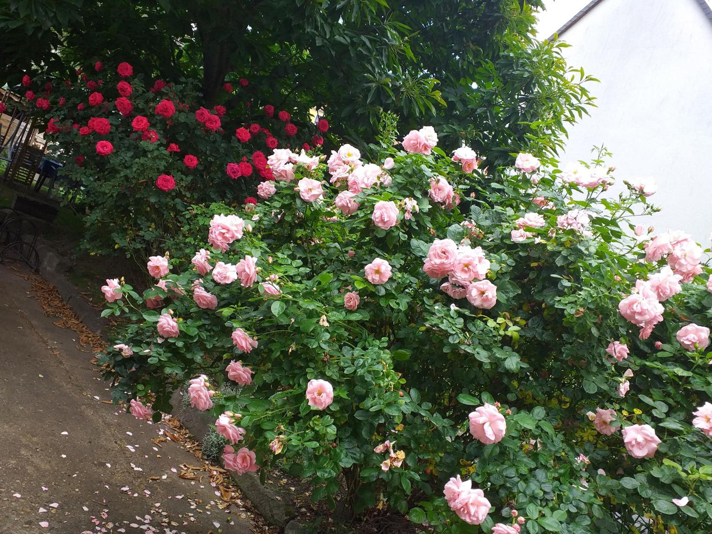 Photo 87