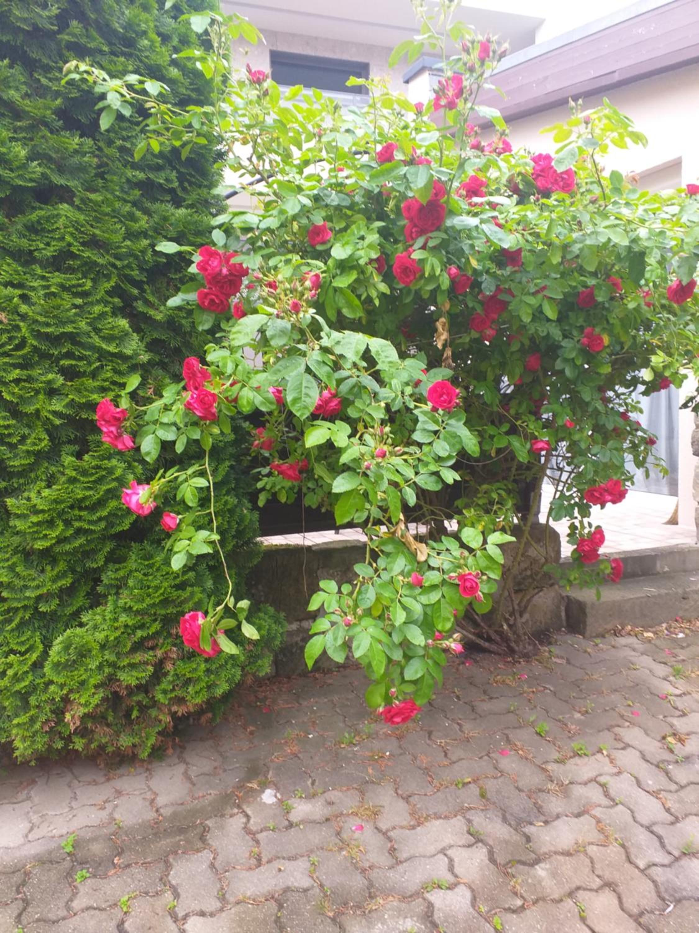 Photo 83