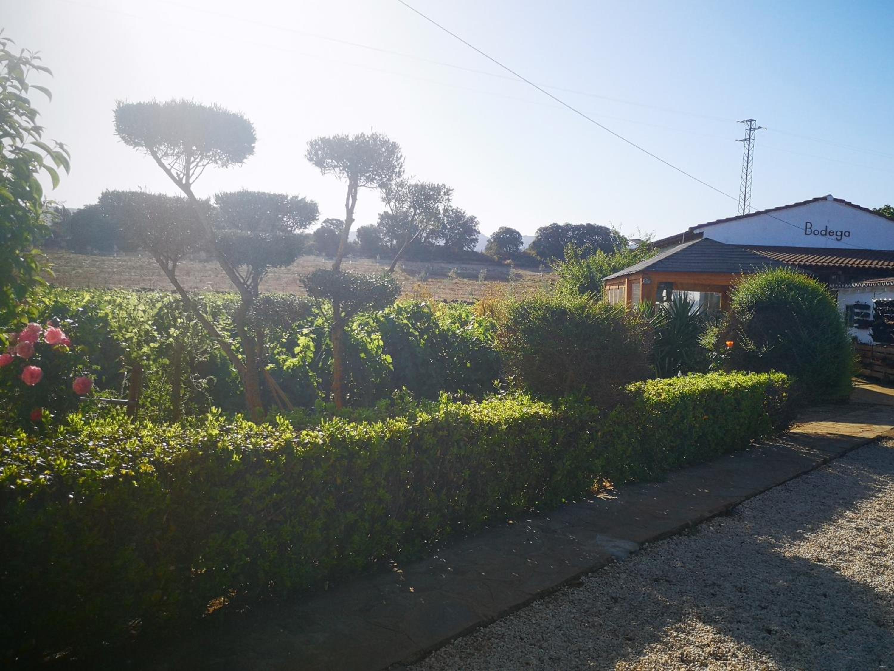 Apartamento El Baco entre viñedos
